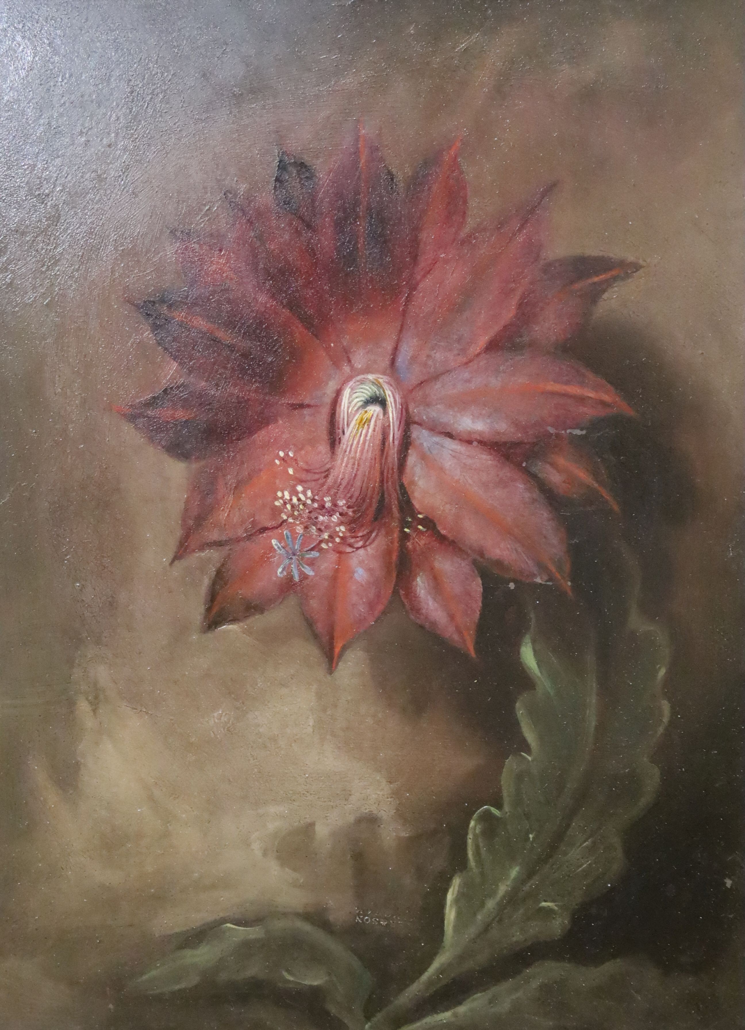 Early 19th century English School, oil on panel, Botanical study of an orchid cactus, 31 x 24cm